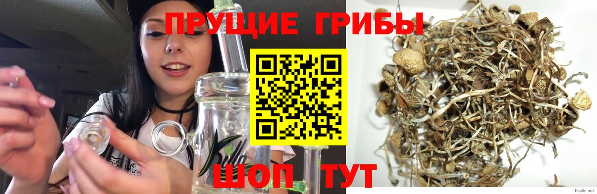 Балахна  Псилоцибиновые грибы Magic Shrooms  Вход с VPN 
